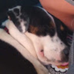 Meet your Posher, Charlotte